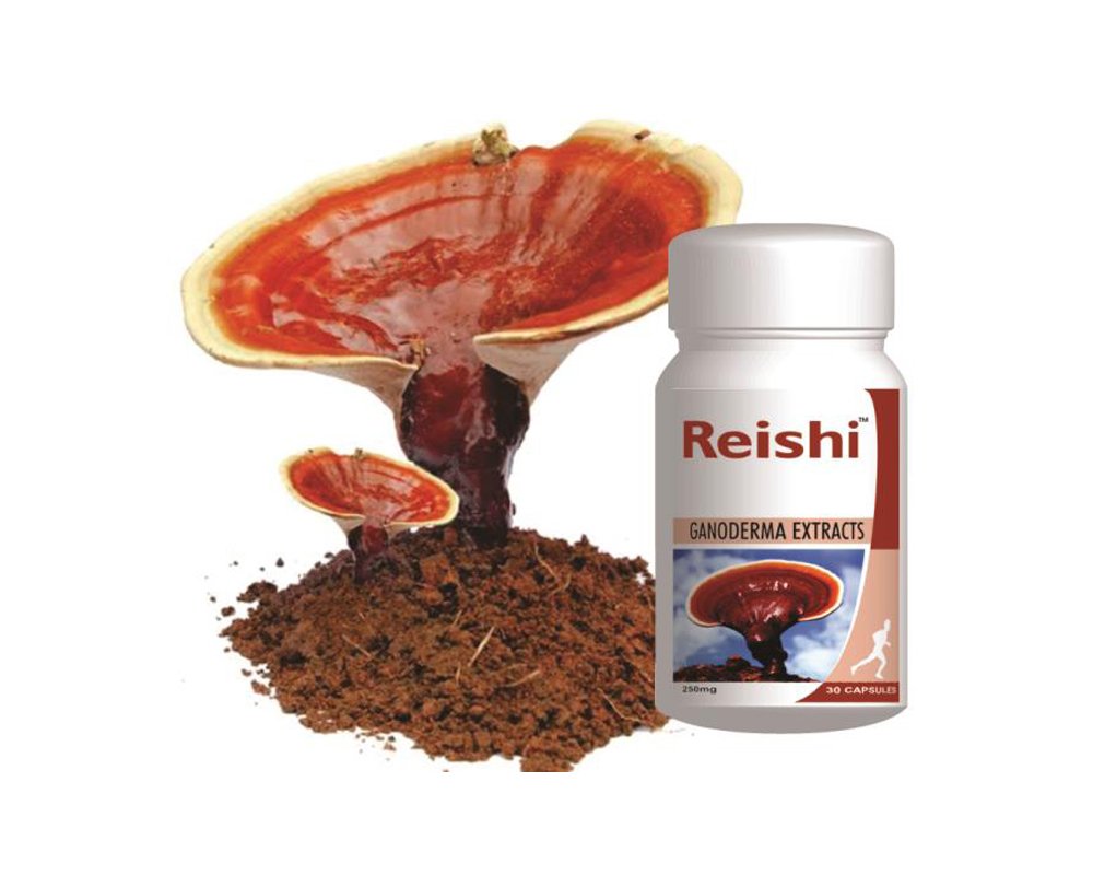 Reishi - Immune Support Herb